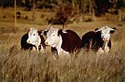 Australia cattle grazing in rural New South Wales, Australia